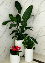杭州湾员工福利绿植租赁-海曙花木租摆租金价格-鄞州商务花卉出租推荐-余姚绿植租摆品牌